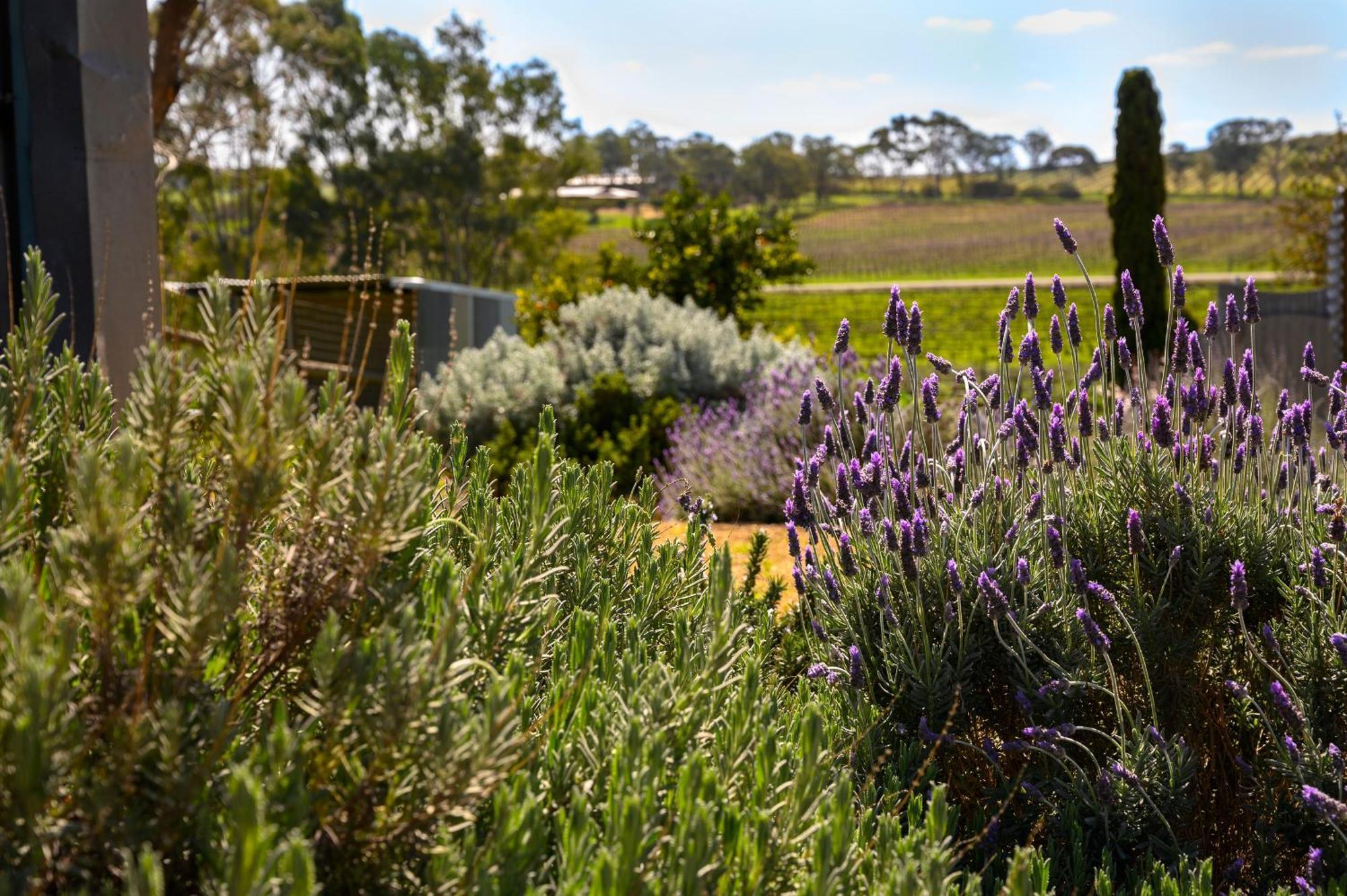 Bed In A Shed Vineyard Stay Watervale Exterior photo